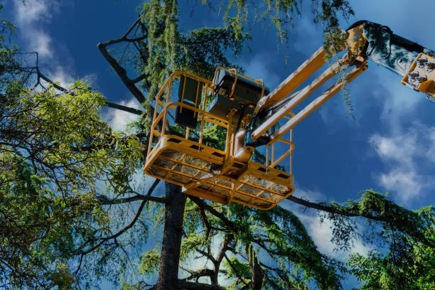 Reliable Amory, MS Tree Removal and Landscaping Services Solutions